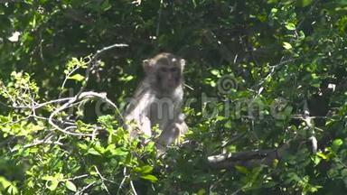 可爱的猴子坐在绿色森林的树枝上。 把猴子关在热带雨林的树枝上。 野野野